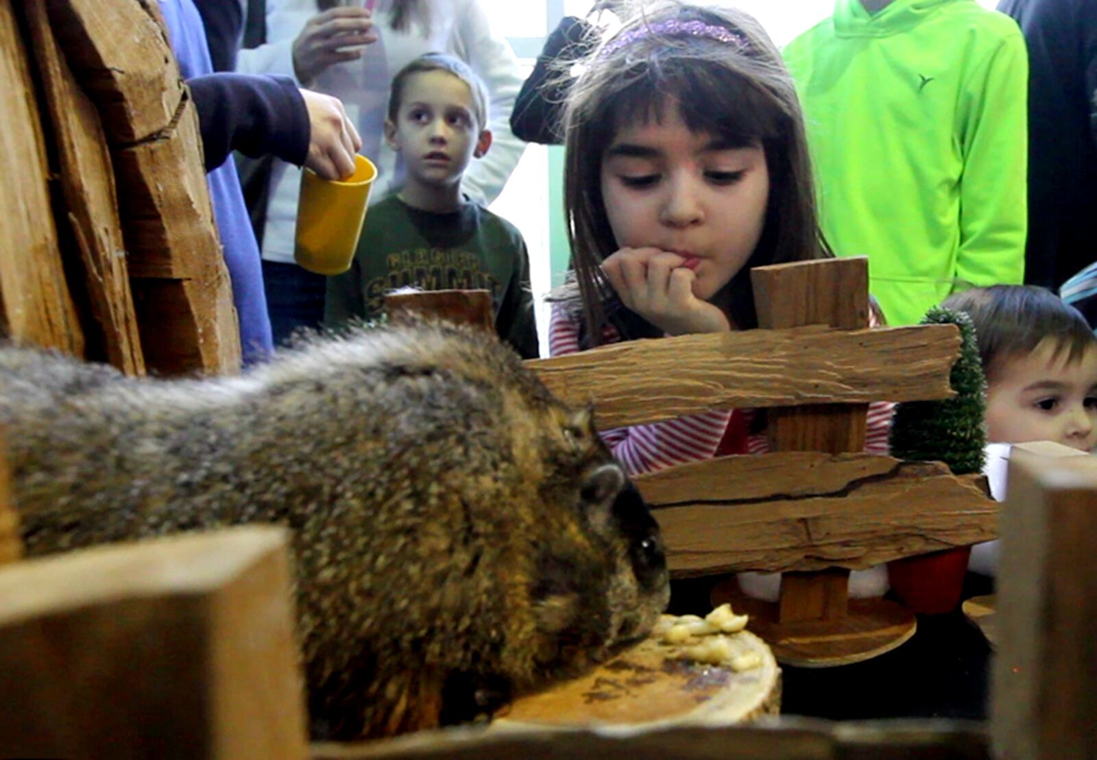 Emily Howbert, 7, of Kettering peers at "Rosie," the Boonshoft Museum of Discovery's groundhog. "Rosie" saw her shadow Monday morning during the annual museum event and predicted six more weeks of winter. A groundhog has been predicting when winter will end for the museum for over 15 years. This is the fourth year Rosie has served as the official prognosticator. LISA POWELL / STAFF