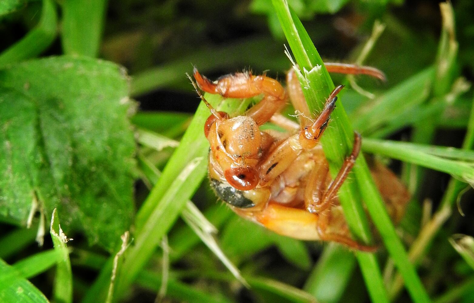 052221 cicadas