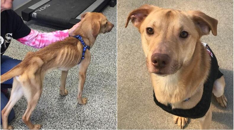 Emaciated dog brought in February to Joseph’s Legacy animal rescue has improved and gained weight. Marvin was recently adopted. SUBMITTED
