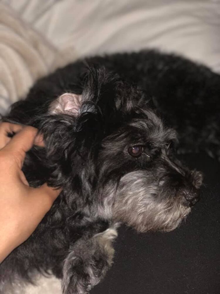 PHOTOS Readers respond to National Black Dog day post with pictures of their pets.