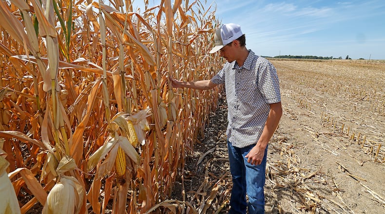 Clark County farmer Lane Harbage exposes some underdeveloped ears of corn in a dried out field on his family's farm Thursday, Sept. 12, 2024. The USDA Farm Service Agency has designated 22 counties in southern and Southwest Ohio as natural disaster areas. BILL LACKEY/STAFF