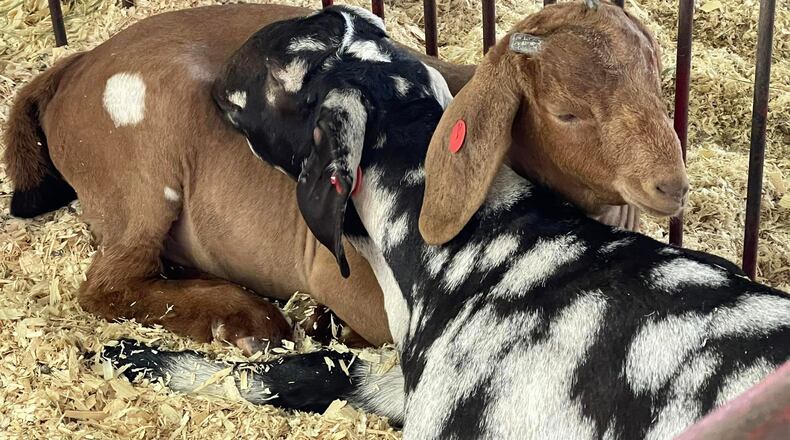 Two goats cuddle in the goat barn Sunday, July 23, 2023 at the Butler County Fair. STAFF