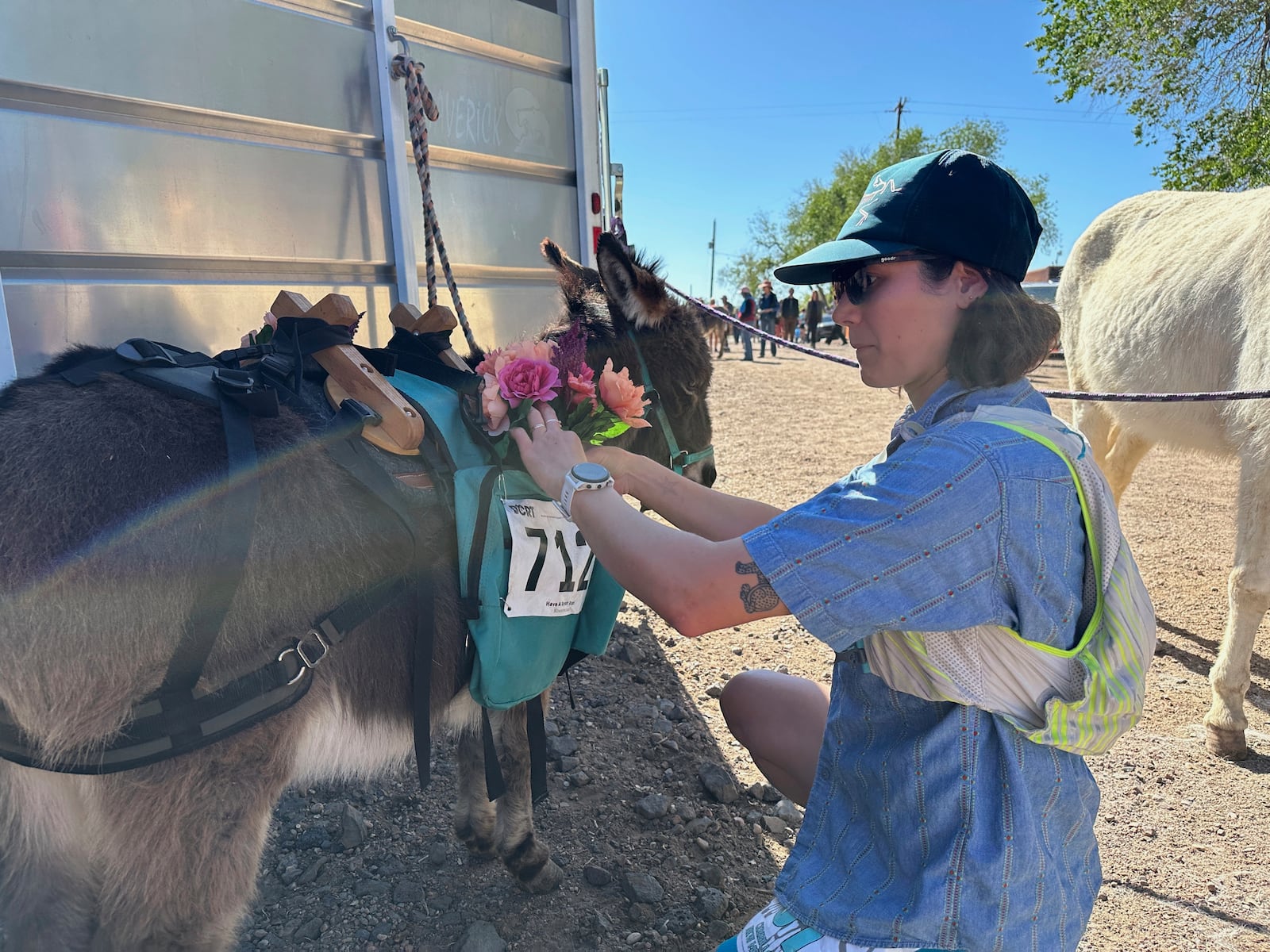 A Pack burro is attended to in Cerrillos, N.M., on Saturday, May 3, 2025. (AP Photo/Morgan Lee)
