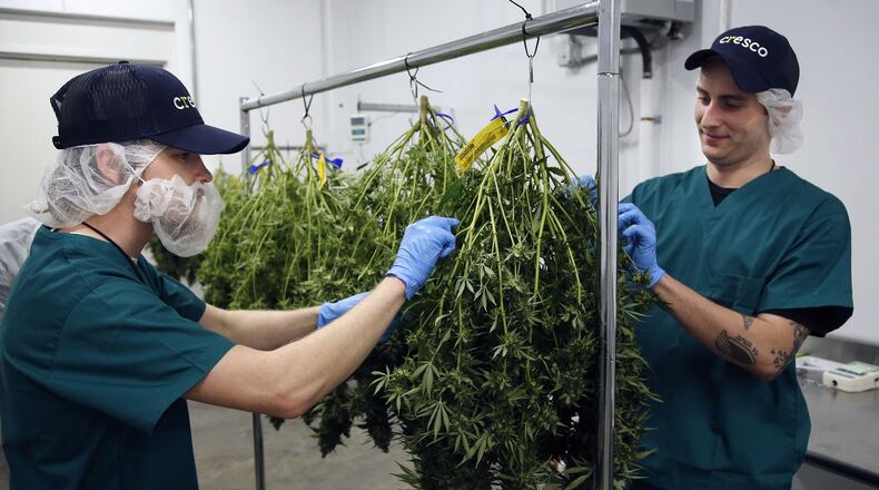 Cultivation agents remove unwanted leavers from a marijuana plant harvested at Cresco Labs in Yellow Springs. The state licensed cultivator business began harvesting its first crop grown in the facility in late December. The removed leaves and stems are composted. TY GREENLEES / STAFF
