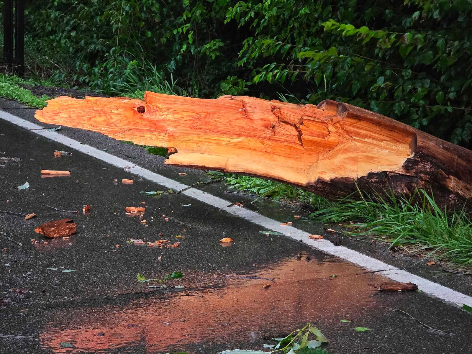 Branches down on West Alexandria Road in Madison Twp., Butler County June 18, 2025 following severe thunderstorms. NICK GRAHAM / STAFF