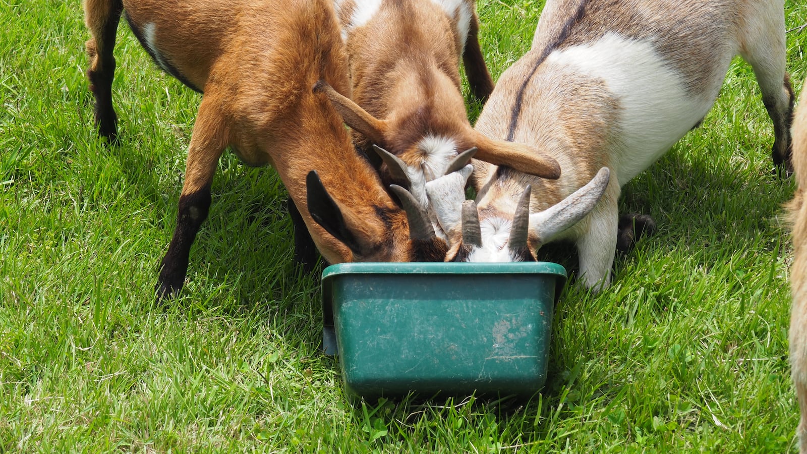 Twenty-two goats have been placed in Miami Woods Park as part of invasive plant species control project. BRYN DIPPOLD/STAFF