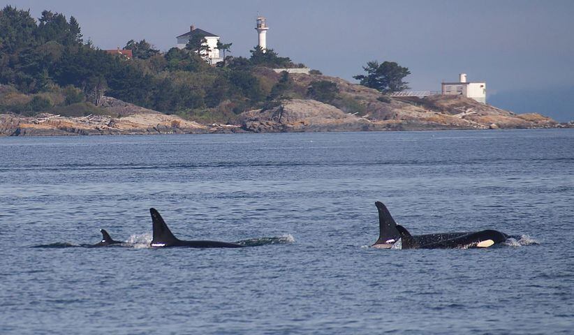 New orca calf born to L pod
