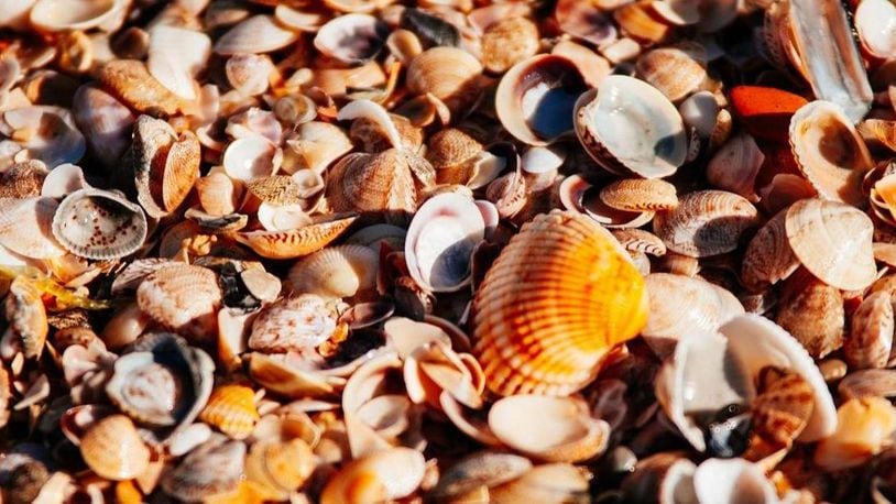 A Massachusetts town is considering fining people who take shells and rocks from its beach.