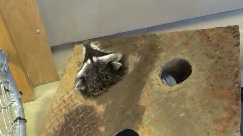 raccoon rescued from metal grate