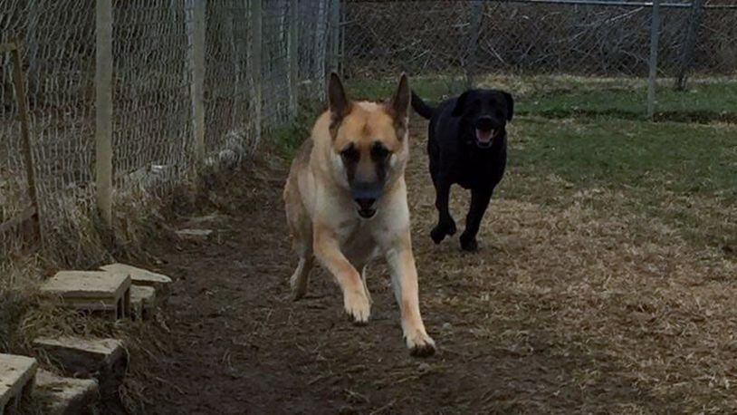 Teddy going for a run with his friend, Jade, a German shepherd. KYLE FULLER / CONTRIBUTED