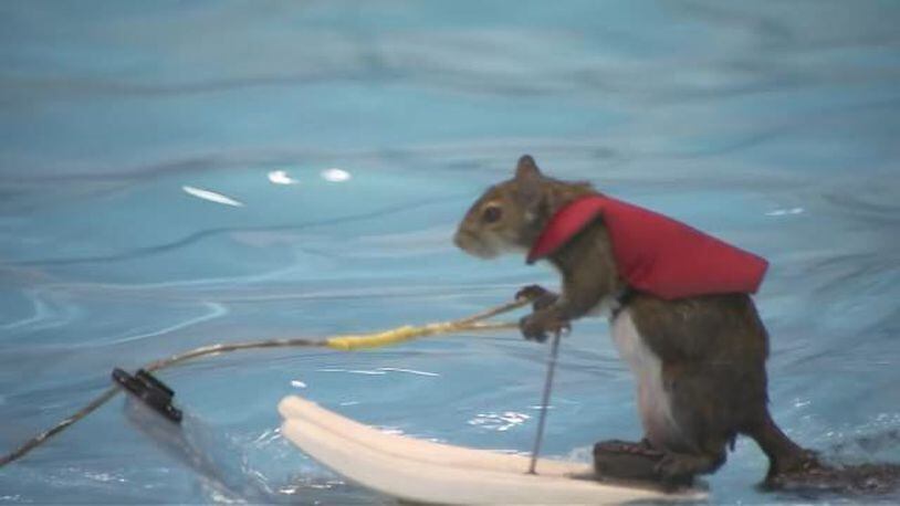 Twiggy, the water-skiing squirrel. (Photo: WFTV.com)