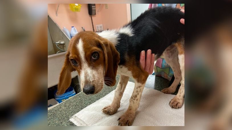 A beagle puppy was left in a plastic crate in Preble County late December 2022. | PROVIDED