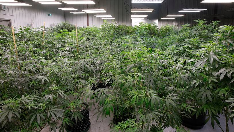 A cultivation room at Pure Ohio Wellness' medical marijuana grow facility in Clark County. BILL LACKEY/STAFF