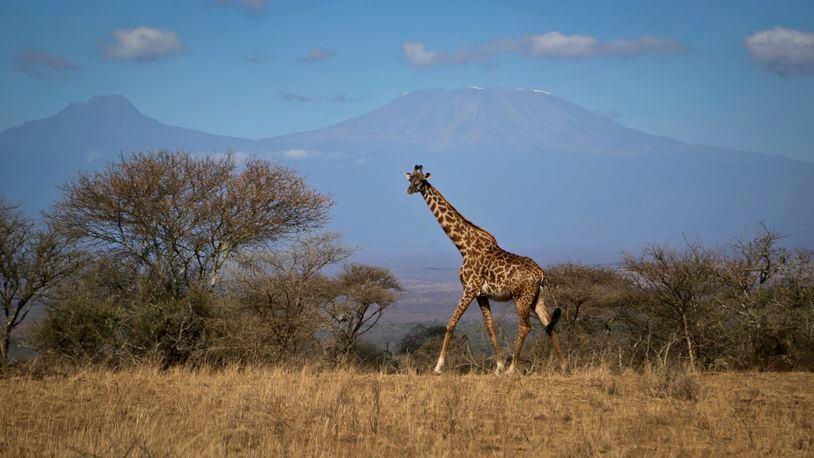 In this photo taken Thursday, Aug. 18, 2016, a giraffe walks across the savannah in Amboseli national park, Kenya, as the highest mountain in Africa Mount Kilimanjaro in Tanzania is seen in the background. Statuesque giraffes, overlooked because they seem to be everywhere, are now vulnerable to disappearing off the face of the Earth according to biologists who create the world's extinction watch list, at a biodiversity meeting in Mexico Wednesday, Dec. 7, 2016. (AP Photo/Khaled Kazziha)