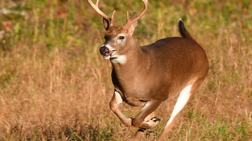 The white-tailed deer is perhaps Ohio’s best-known wildlife species, seen in the state’s wildlife areas, parks and nature preserves as well as in the backyards of rural and suburban residents. The deer also is susceptible to epizootic hemorrhagic disease.