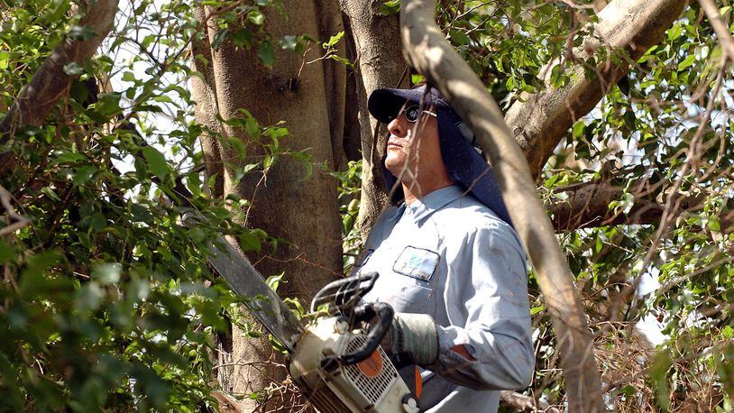 After Hurricane Frances in 2004, Antonio Bacquiez trims trees on West Atlantic Boulevard in Delray Beach in preparation for Hurricane Jeanne. (Photo by Steve Mitchell)