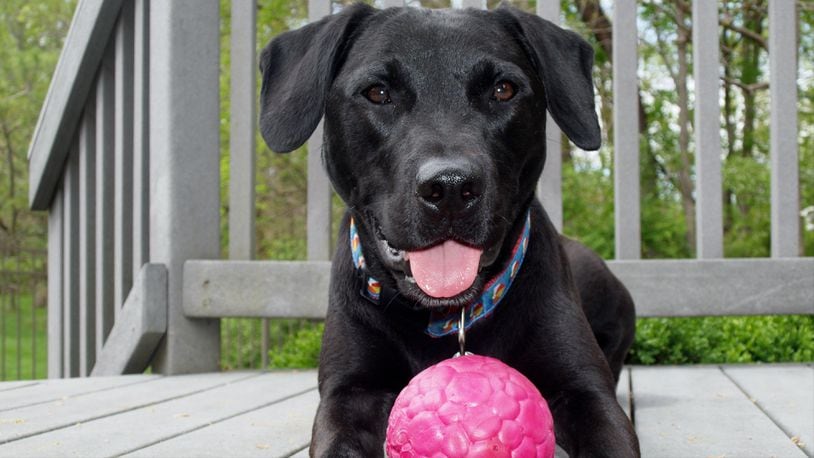 Teddy takes a break from playing fetch with his favorite ball. KARIN SPICER/CONTRIBUTED