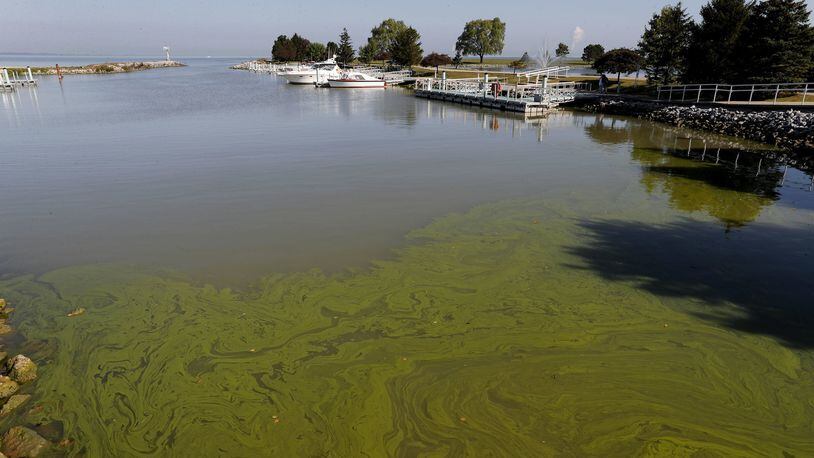 Algae floats in the water at the Maumee Bay State Park marina in Lake Erie in Oregon, Ohio (AP Photo/Paul Sancya)