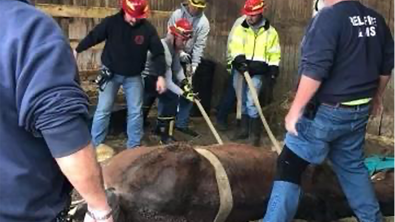 Members of the Reily Twp. Fire Dept. Large Animal Rescue Team attempt to lift a horse who got stuck in his stall and could not get up. Members of the team pictured are Dennis Conrad, Chad Owens, Sean Levenston, Clint Mayor and Roy Wesselman. CONTRIBUTED