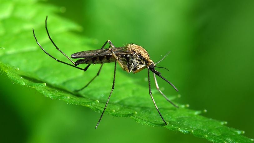 A Monroe woman has the first confirmed case of West Nile virus in Butler County.