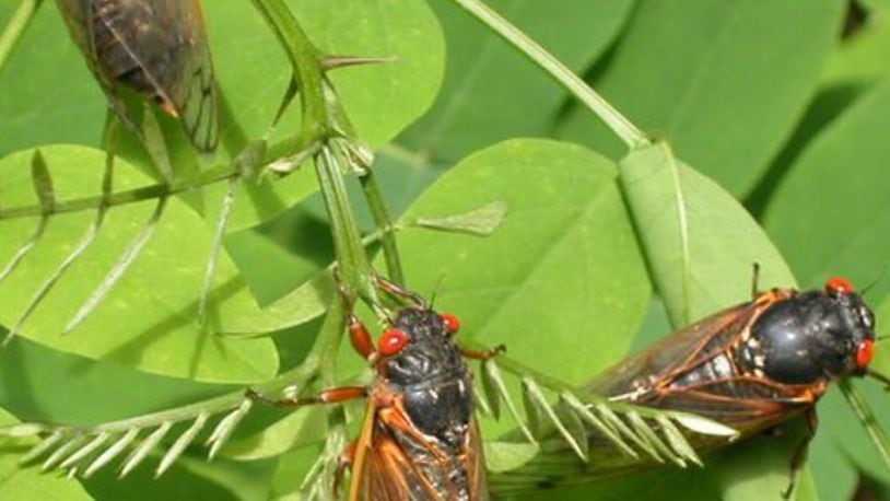 The so-called “Brood X” cicadas are set to emerge in parts of western and central Ohio after 17 years underground, according to the state. The cicadas will begin to emerge when the soil, eight inches beneath the ground, reaches 64 degrees Fahrenheit. FILE