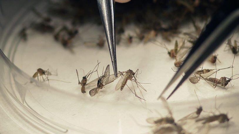 Since Jan. 1, 2015, there have been more than 5,000 cases of Zika virus — transmitted by infected mosquitoes — in the United States, according to the Centers for Disease Control and Prevention. A new study is testing a vaccine that would trigger anti-bodies to mosquito saliva, preventing the transmission of numerous diseases.
