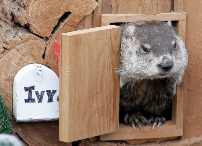 Groundhog day in Dayton throughout the years