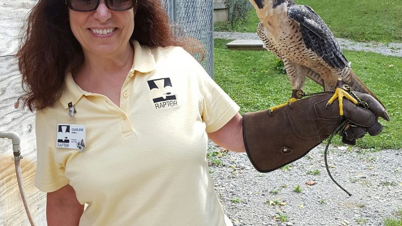 Charlene Howell works with Lucy, a Peregrine Falcon, as part of RAPTOR, Inc. CONTRIBUTED
