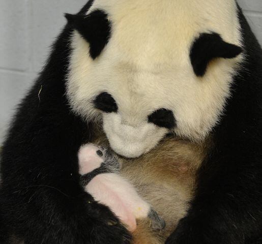 Only surviving giant panda twins born in the U.S.