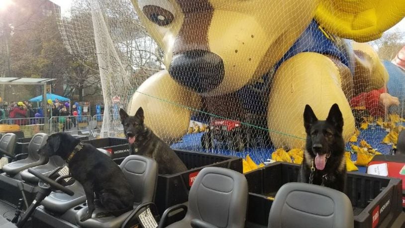 Dogs provided security while floats were being inflated for Thursday's Macy's Thanksgiving Day parade.